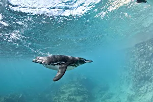 Galapagos penguin (Spheniscus mendiculus) underwater, Bartholome Island, Galapagos Islands Galapagos penguin (Spheniscus mendiculus) underwater, Bartholome Island, Galapagos Islands
