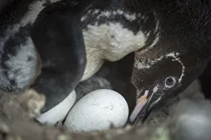 Galapagos penguin (Spheniscus mendiculus) incubating egg, Puerto Pajas, Isabela Island Galapagos penguin (Spheniscus mendiculus) incubating egg, Puerto Pajas, Isabela Island