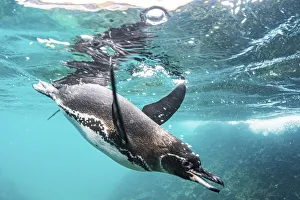 Galapagos penguin (Spheniscus mendiculus) hunting off Bartolome Islet, Santiago Island Galapagos penguin (Spheniscus mendiculus) hunting off Bartolome Islet, Santiago Island
