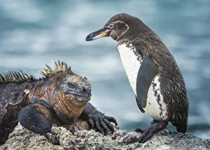 Galapagos penguin (Spheniscus mendiculus) and Marine iguana (Amblyrhynchus cristatus Galapagos penguin (Spheniscus mendiculus) and Marine iguana (Amblyrhynchus cristatus