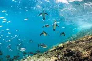 Galapagos penguins (Spheniscus mendiculus) underwater with shoal of fish, Tagus Cove Galapagos penguins (Spheniscus mendiculus) underwater with shoal of fish, Tagus Cove