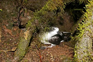 Galapagos Petrel (Pterodroma phaeopygia) on debris from nesting hole Galapagos Petrel (Pterodroma phaeopygia) on debris from nesting hole