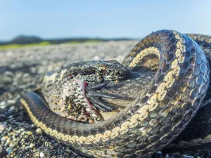 Galapagos racer snake (Pseudalsophis biserialis) feeding on marine iguana hatchling Galapagos racer snake (Pseudalsophis biserialis) feeding on marine iguana hatchling