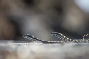 Galapagos racer snakes (Pseudalsophis biserialis) patroling the beach in search of prey Galapagos racer snakes (Pseudalsophis biserialis) patroling the beach in search of prey