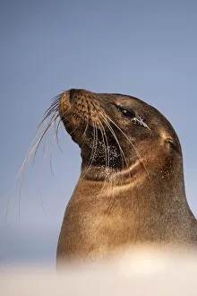 Galapagos sea lion (Zalophus californianus) resting on the beach, Mosquera Islet Galapagos sea lion (Zalophus californianus) resting on the beach, Mosquera Islet