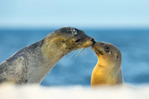 Galapagos sea lion (Zalophus wollebaeki) mother and young touching noses Galapagos sea lion (Zalophus wollebaeki) mother and young touching noses
