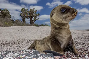 Galapagos sea lion (Zalophus wollebaeki) pup on beach, Floreana Island, Galapagos Galapagos sea lion (Zalophus wollebaeki) pup on beach, Floreana Island, Galapagos