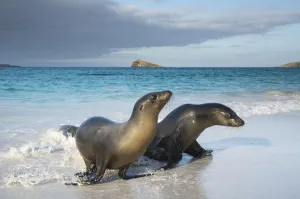 Galapagos sea lion (Zalophus wollebaeki) emerging from water, Galapagos Galapagos sea lion (Zalophus wollebaeki) emerging from water, Galapagos