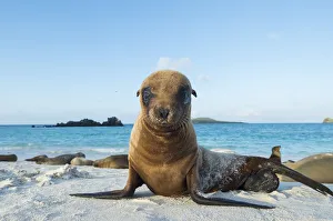 Galapagos sea lion (Zalophus wollebaeki) juvenile on beach, Galapagos Galapagos sea lion (Zalophus wollebaeki) juvenile on beach, Galapagos
