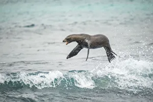 Galapagos sea lion (Zalophus wollebaeki) jumping out of Pacific ocean. Sombrero Chino Galapagos sea lion (Zalophus wollebaeki) jumping out of Pacific ocean. Sombrero Chino