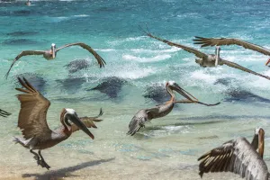 Galapagos sea lion (Zalophus wollebaeki) hunting cooperatively by driving Amberstripe Galapagos sea lion (Zalophus wollebaeki) hunting cooperatively by driving Amberstripe