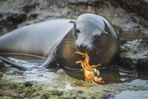 Galapagos sea lion (Zalophus wollebaeki) inquisitive pup playing with Sally Lightfoot Galapagos sea lion (Zalophus wollebaeki) inquisitive pup playing with Sally Lightfoot