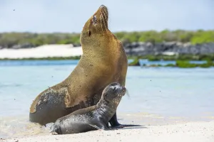 Galapagos sea lion (Zalophus wollebaeki) mother with newborn pup sitting on beach Galapagos sea lion (Zalophus wollebaeki) mother with newborn pup sitting on beach