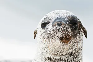Galapagos sea lion (Zalophus wollebaeki) portrait, covered in sand. Endangered. Seymour Island Galapagos sea lion (Zalophus wollebaeki) portrait, covered in sand. Endangered. Seymour Island
