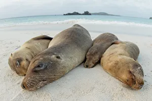 Four Galapagos sea lions (Zalophus wollebaeki) sleeping on beach, Floreana Island Four Galapagos sea lions (Zalophus wollebaeki) sleeping on beach, Floreana Island
