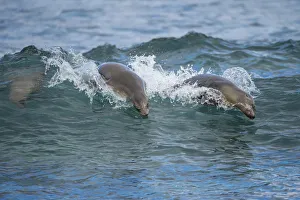 Galapagos sea lions (Zalophus wollebaeki) swimming in the surf, Galapagos Galapagos sea lions (Zalophus wollebaeki) swimming in the surf, Galapagos