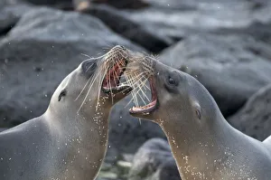 Galapagos sea lions (Zalophus wollebaeki) fighting, Galapagos Galapagos sea lions (Zalophus wollebaeki) fighting, Galapagos