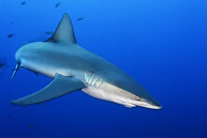 Galapagos Shark (Charcharhinus galapagensis), Roca Partida islet, Revillagigedo Archipelago Galapagos Shark (Charcharhinus galapagensis), Roca Partida islet, Revillagigedo Archipelago