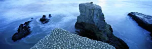 Gannet colony at Muriwai, North Island, New Zealand Gannet colony at Muriwai, North Island, New Zealand