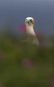 Gannet (Morus bassanus) on coastline, with flowering Sea thrift (Ameria maritima Gannet (Morus bassanus) on coastline, with flowering Sea thrift (Ameria maritima