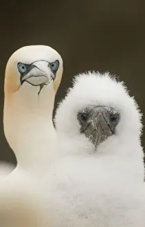 Gannet (Morus bassanus) fluffy chick with its parent. Shetland Islands, Scotland, UK Gannet (Morus bassanus) fluffy chick with its parent. Shetland Islands, Scotland, UK