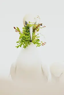 Bird Species Europe Prints: Gannet (Morus sp.) with nesting material in beak