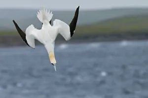 Gannet (Sula bassana) diving, July UK Shetland Gannet (Sula bassana) diving, July UK Shetland