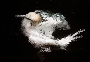Gannet (Sula bassana) in water, Shetland, UK. July Gannet (Sula bassana) in water, Shetland, UK. July