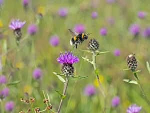 Garden bumblebee (Bombus hortorum) taking off from Knapweed, England, UK, August Garden bumblebee (Bombus hortorum) taking off from Knapweed, England, UK, August