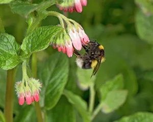 Garden bumblebee (Bombus hortorum) queen nectaring on Comfrey (Symphytum Hidcote Garden bumblebee (Bombus hortorum) queen nectaring on Comfrey (Symphytum Hidcote