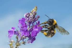 Garden bumblebee (Bombus hortorum), on Purple toadflax (Linaria purpurea), Monmouthshire Garden bumblebee (Bombus hortorum), on Purple toadflax (Linaria purpurea), Monmouthshire