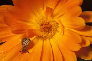 Garden snail (Helix aspersa) baby on Marigold flower, UK Garden snail (Helix aspersa) baby on Marigold flower, UK