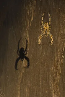 Garden spider (Araneus diadematus) hanging on web with shadow behind, Belgium Garden spider (Araneus diadematus) hanging on web with shadow behind, Belgium