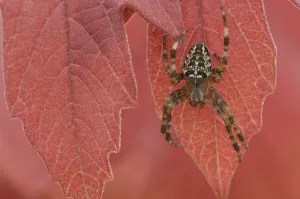 Garden spider (Araneus diadematus) on autumn leaf, Belgium Garden spider (Araneus diadematus) on autumn leaf, Belgium