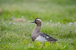 Garganey duck (Anas querquedula) drake calling, Cley, Norfolk, UK, May Garganey duck (Anas querquedula) drake calling, Cley, Norfolk, UK, May