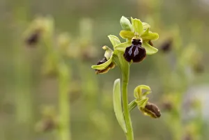Gargano ophrys (Ophrys garganica) Gargano National Park, Gargano Peninsula, Apulia Gargano ophrys (Ophrys garganica) Gargano National Park, Gargano Peninsula, Apulia