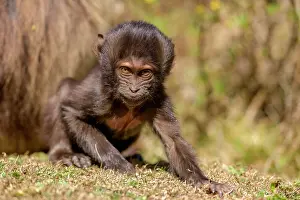 Old World Monkeys Prints: Gelada baboon (Theropithecus gelada) infant