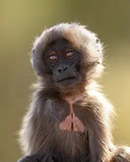Simien Mountains National Park Prints: Gelada baboon (Theropithecus gelada) infant