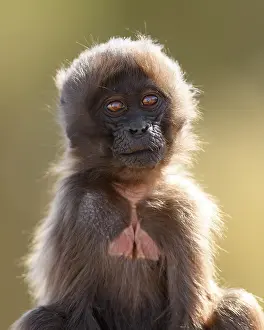 Simien Mountains National Park Prints: Gelada baboon (Theropithecus gelada) infant
