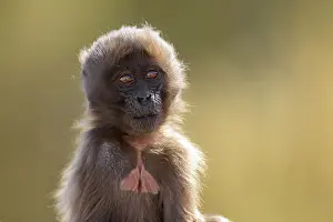 Old World Monkeys In Africa Prints: Gelada baboon (Theropithecus gelada) infant