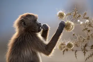 East African Wildlife Prints: Gelada baboon (Theropithecus gelada) juvenile