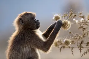 Simien Mountains National Park Prints: Gelada baboon (Theropithecus gelada) juvenile