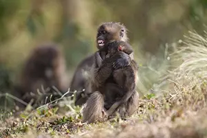 East African Wildlife Prints: Gelada baboon (Theropithecus gelada) juvenile