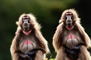 East African Wildlife Prints: Two Gelada baboons (Theropithecus gelada)