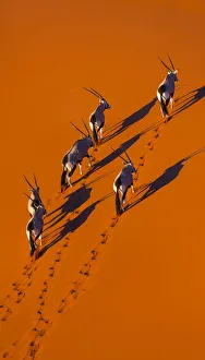 Gemsbok (Oryx gazella) aerial view of herd on sand, Namib Desert, Namibia Gemsbok (Oryx gazella) aerial view of herd on sand, Namib Desert, Namibia