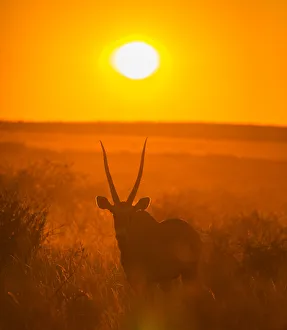 Gemsbok (Oryx gazella) silhouetted at dawn, Kalahari Desert, Botswana Gemsbok (Oryx gazella) silhouetted at dawn, Kalahari Desert, Botswana