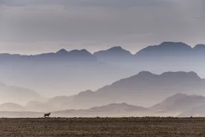 Gemsbok (Oryx gazella) in the Sossusvlei Valley, Namib Desert Gemsbok (Oryx gazella) in the Sossusvlei Valley, Namib Desert