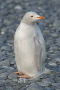 Gentoo Penguin (Pygoscelis papua) albino, Salisbury Island, South Georgia Gentoo Penguin (Pygoscelis papua) albino, Salisbury Island, South Georgia