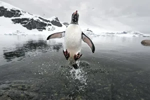 Gentoo Penguin (Pygoscelis papua) jumping out of the sea, Cuverville Island, Antarctic Peninsula Gentoo Penguin (Pygoscelis papua) jumping out of the sea, Cuverville Island, Antarctic Peninsula