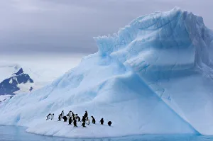 Gentoo penguins (Pygoscelis Papua) on an iceberg off the western Antarctic Peninsula Gentoo penguins (Pygoscelis Papua) on an iceberg off the western Antarctic Peninsula